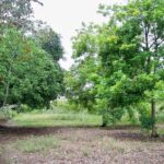 listing image thumbnail with ID 69381