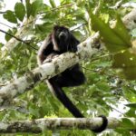 listing image thumbnail with ID 64774