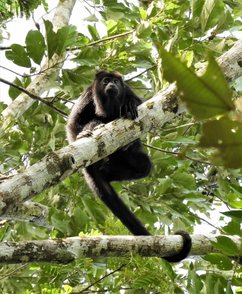 listing image with ID 64774