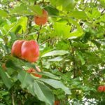 listing image thumbnail with ID 69375