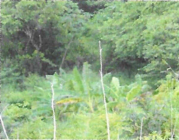 listing image with ID 66000