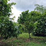 listing image thumbnail with ID 64208