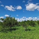 listing image thumbnail with ID 64972