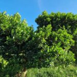 listing image thumbnail with ID 67200