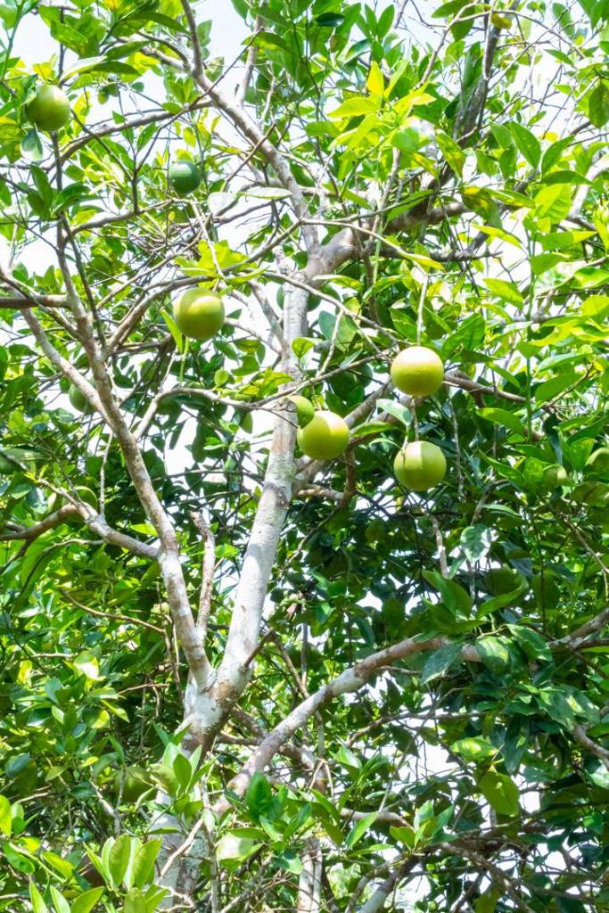 listing image with ID 67678