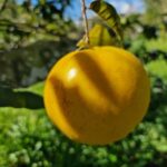 listing image thumbnail with ID 64995