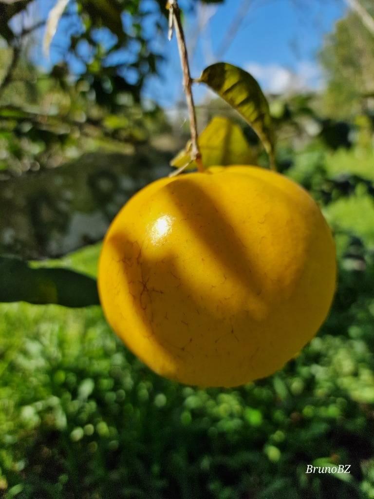 listing image with ID 64995