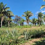 listing image thumbnail with ID 64961