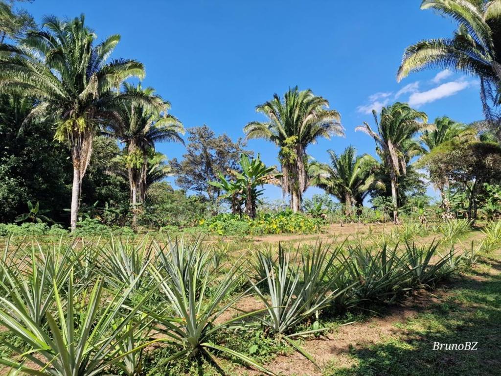 listing image with ID 64961