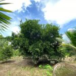 listing image thumbnail with ID 67698