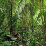 listing image thumbnail with ID 67530