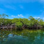 listing image thumbnail with ID 66842