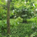 listing image thumbnail with ID 66291