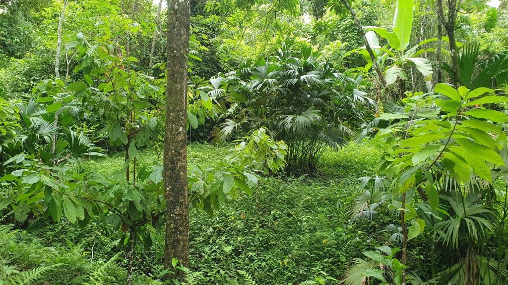 listing image with ID 66291