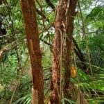 listing image thumbnail with ID 63980