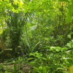 listing image thumbnail with ID 66672