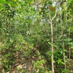 listing image thumbnail with ID 69202