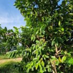 listing image thumbnail with ID 67202