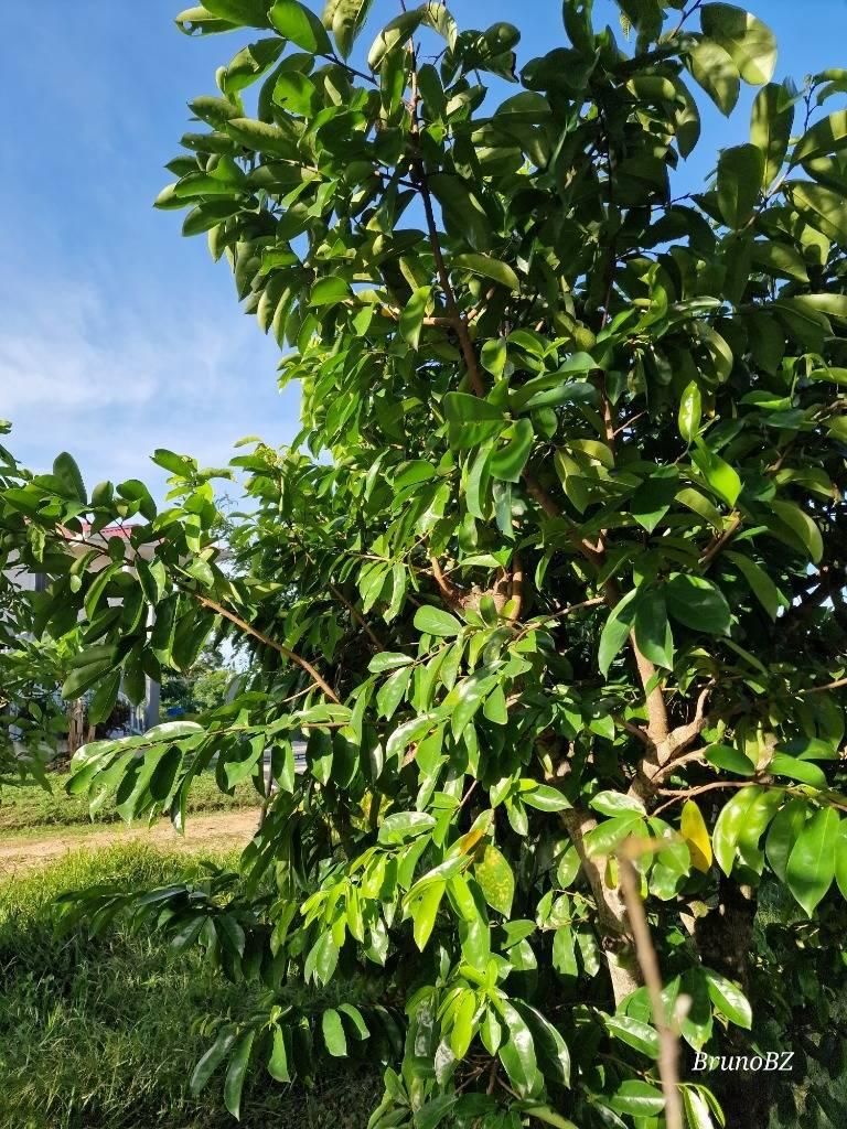 listing image with ID 67202