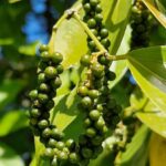 listing image thumbnail with ID 64969