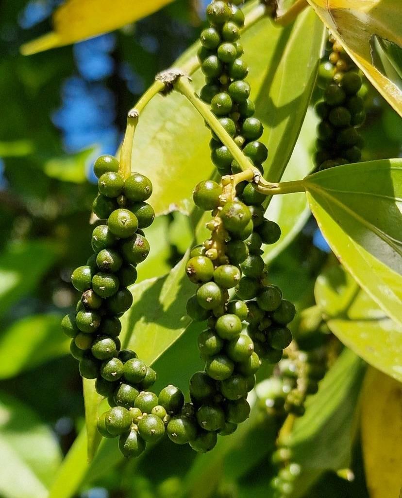 listing image with ID 64969