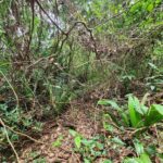 listing image thumbnail with ID 69197