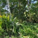 listing image thumbnail with ID 63901