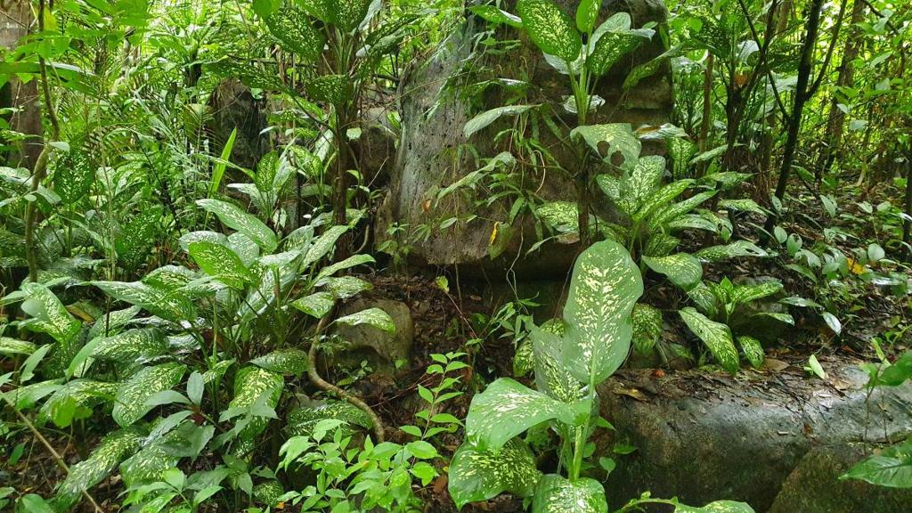 listing image with ID 66268