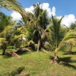 listing image thumbnail with ID 63829