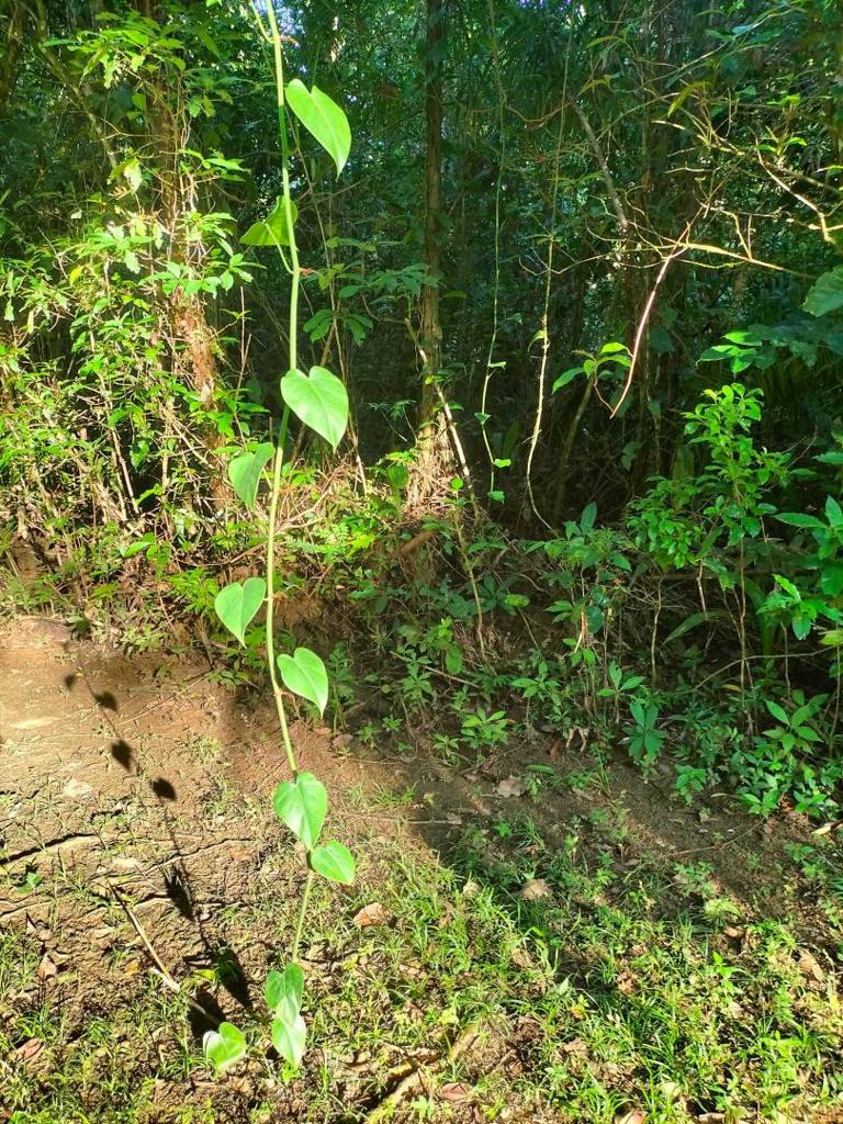 listing image with ID 64777