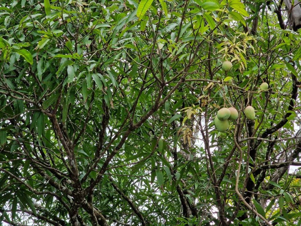 listing image with ID 63720