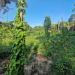 listing image thumbnail with ID 64040