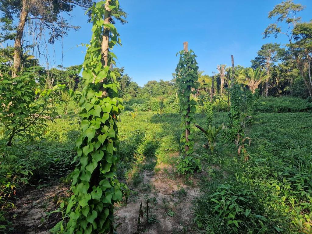 listing image with ID 64040