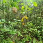 listing image thumbnail with ID 69177