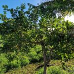 listing image thumbnail with ID 67199