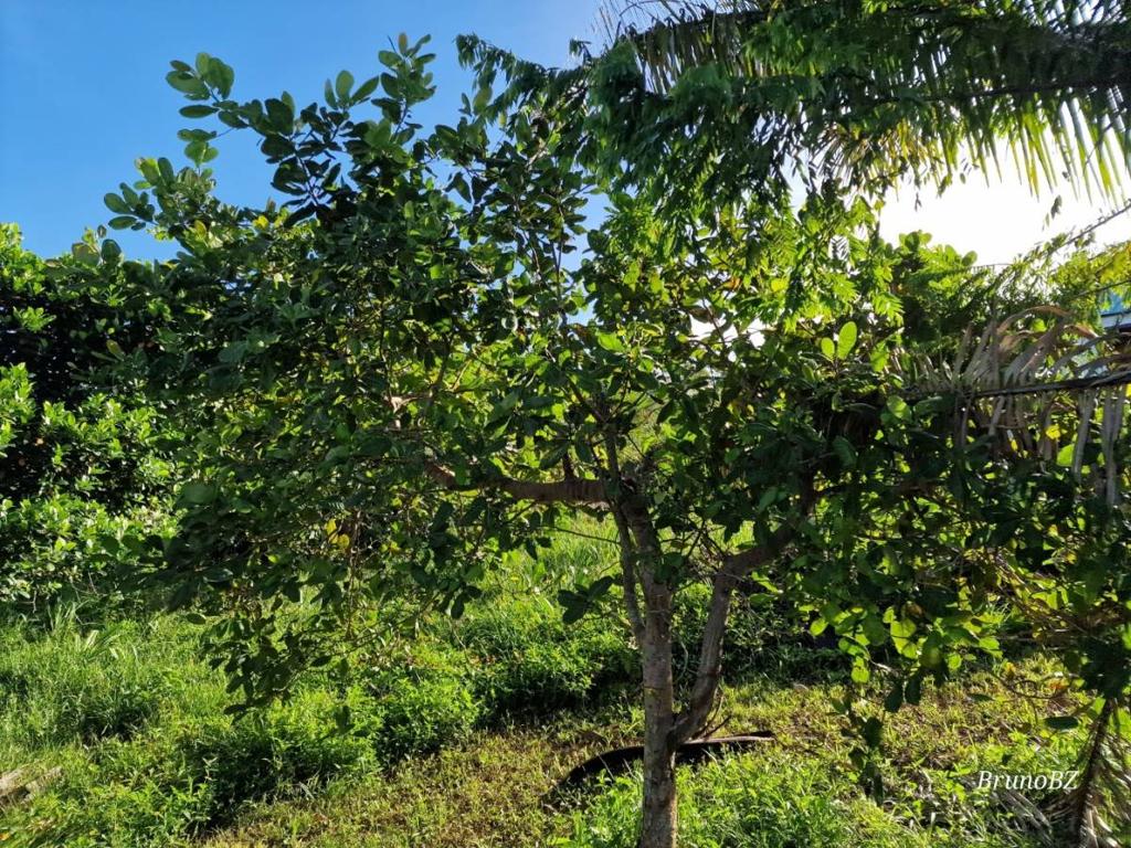 listing image with ID 67199