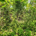 listing image thumbnail with ID 69207