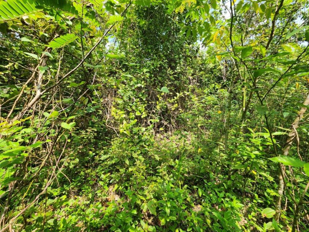 listing image with ID 69207