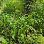 listing image thumbnail with ID 65452