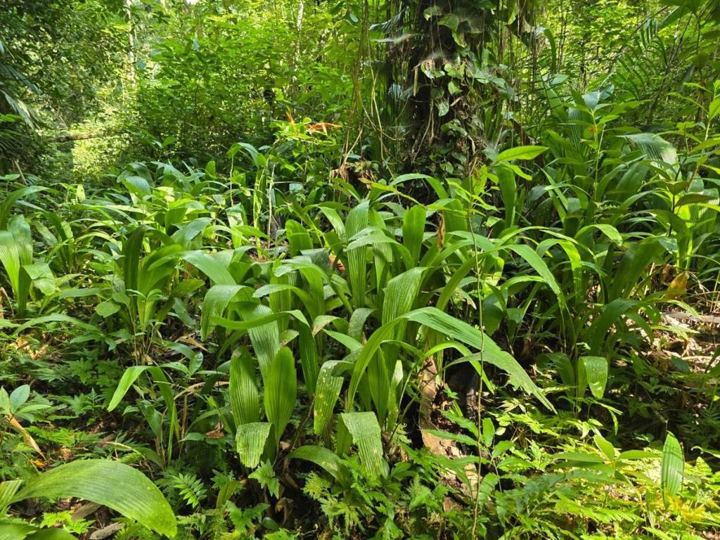 listing image with ID 65452