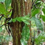 listing image thumbnail with ID 63978