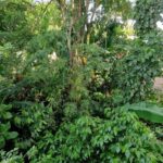 listing image thumbnail with ID 64095