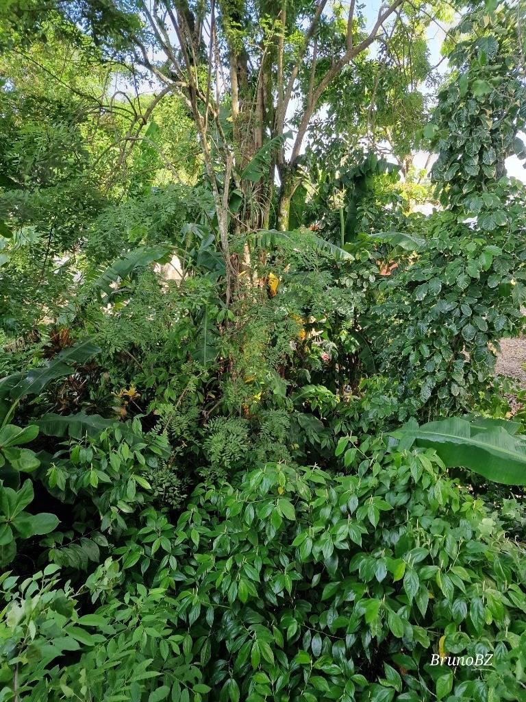 listing image with ID 64095