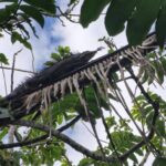 listing image thumbnail with ID 67540