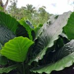 listing image thumbnail with ID 67533