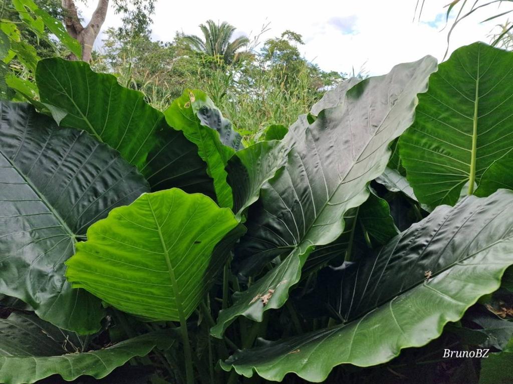 listing image with ID 67533