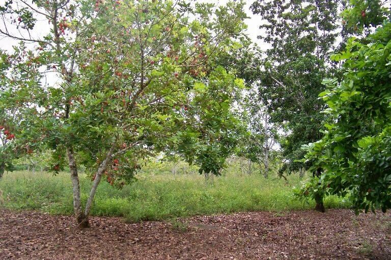 listing image with ID 69299