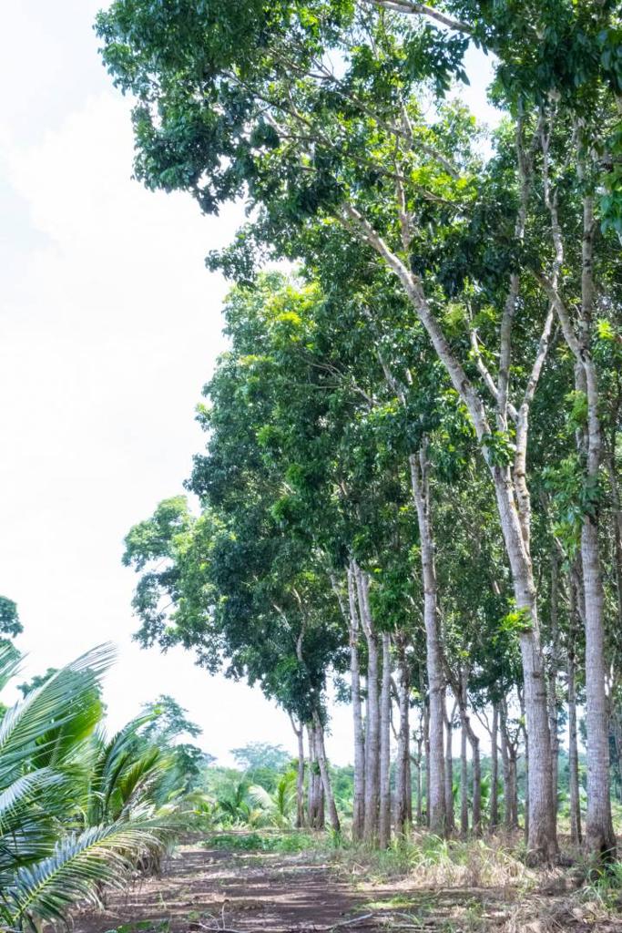 listing image with ID 67703