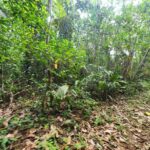 listing image thumbnail with ID 64905