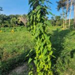 listing image thumbnail with ID 64033